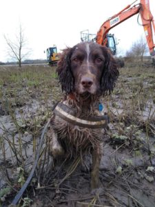 Wagtail UK Conservation Sniffer Dog